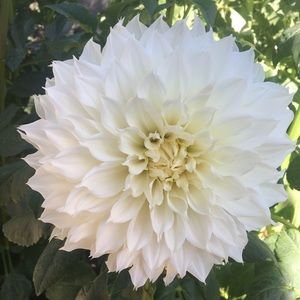 Meet your Posher, Julia